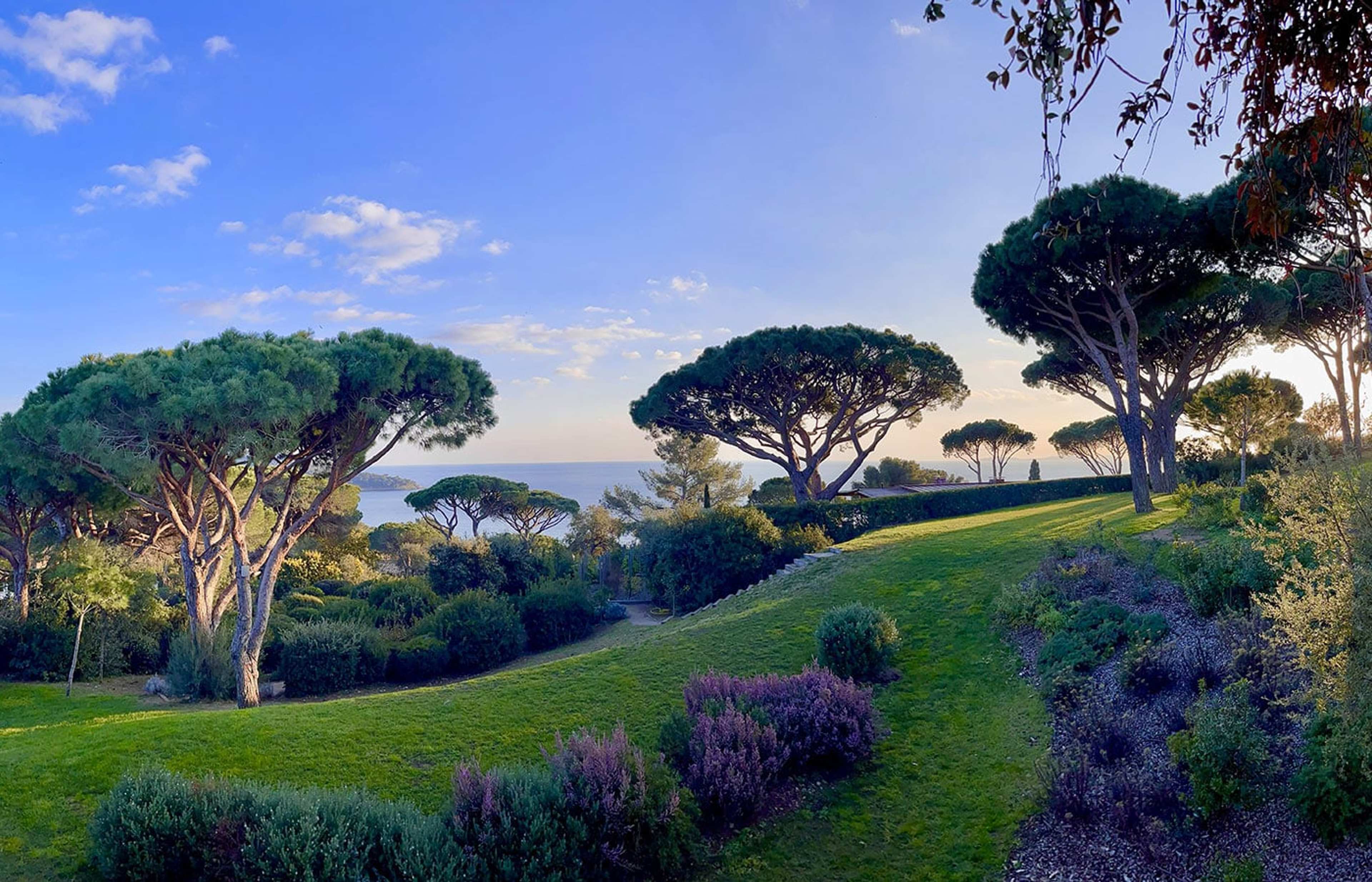 Garten mit Lavendel und Pinien über dem Meer