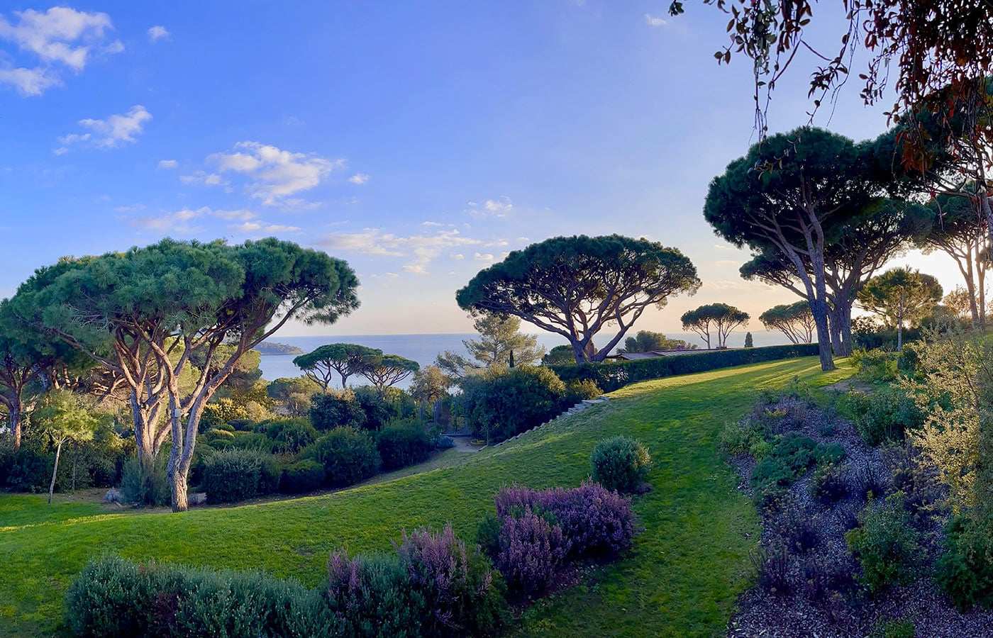 Garten mit Lavendel und Pinien über dem Meer