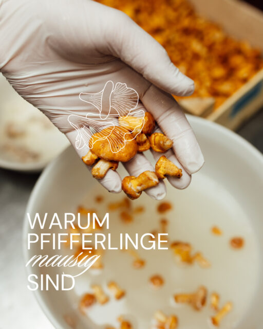 Pfifferlinge sind offiziell mausig. ⁠
Warum? ⁠
Sie tragen kleine goldene Trichterhütchen, verstecken sich schüchtern im Moos und lassen sich bis heute nicht züchten – sie bestehen darauf, nur im Wald zu wachsen. ⁠
Sie leben nämlich in einer engen Freundschaft mit Bäumen und tauschen über deren Wurzeln Nährstoffe gegen Zucker. ⁠
Quasi die Definition einer gesunden Beziehung. ⁠
Außerdem sind Pfifferlinge oft erstaunlich alt, bevor sie im Körbchen landen, weil sie langsam wachsen und sich Zeit lassen. ⁠
Fazit: unabhängig, loyal und ein bisschen geheimnisvoll – wenn das nicht mausig ist, was dann?⁠
⁠
Und was soll das mit dem komischen "mausig"? ⁠
Das ist in der Jugendsprache ein Wort für "niedlich". ⁠
Haben wir gerade gelernt & wir wollen uns ja nicht nachsagen lassen, nicht mit der Zeit zu gehen. 😉⁠

Zu guter Letzt noch ein Küchentip:
Pfifferlinge sollten möglichst trocken gereinigt werden, da sie sich sonst mit Wasser vollsaugen, an Aroma verlieren und in der Pfanne matschig werden. 
Für hartnäckigen Schmutz in den Lamellen gibt es den Mehl Trick:
Pfifferlinge zusammen mit 1–2 EL Mehl in eine Schüssel geben und vorsichtig vermischen. Das Mehl bindet den Schmutz wie ein sanftes Peeling.
Danach schnell abspülen: bemehlte Pilze in ein Sieb geben und abbrausen. Das Mehl wird so weggespült und nimmt den Dreck mit. 
Anschliessend auf einem Küchentuch ausbreiten und trockentupfen, damit sie keine Feuchtigkeit aufnehmen.
⁠
Habt ihr alle Informationen aus diesem Beitrag schon gewusst?⁠
👇🏼 Schreibt es in die Kommentare.